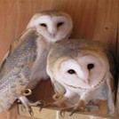 Burren Birds Of Prey_1