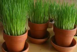 Make A Grass Family