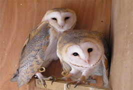 Burren Birds of Prey Centre Galway