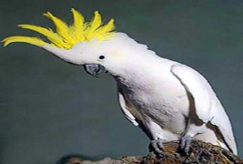 Colour A Parrot On Line Free