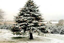 Coillte Christmas Tree Species