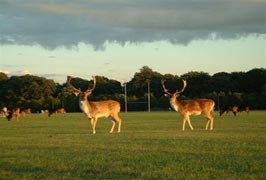 Dublin – Phoenix Park Visitor Centre