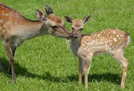 Wicklow – Glenroe Open Pet Farm