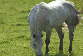 Meath – Kells Equestrian Centre