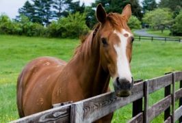 Leitrim – Drumcoura Equestrian Centre