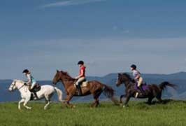 Kerry – Killarney Riding Stables