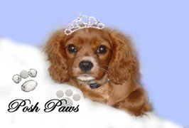 Posh Paws