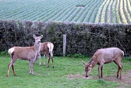 KiIkenny – Nore Valley Park Open Farm