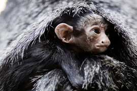 Dublin Zoo Welcomes White-Faced Saki