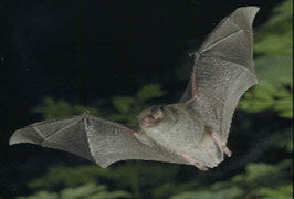 "Bat Walks With Bat Conservation Ireland"