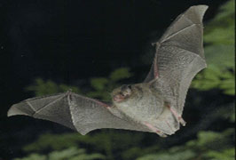 Bat Walks With Bat Conservation Ireland