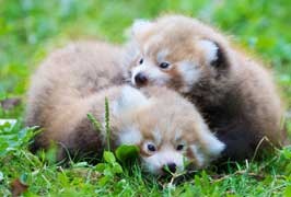Dublin Zoo Welcomes Red Panda Twins
