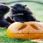 Halloween Spooktacular Dublin Zoo