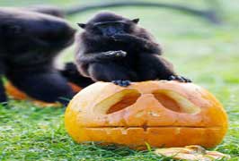 Halloween Spooktacular Dublin Zoo