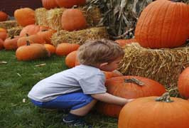 Rathwood Halloween Pumpkin Train