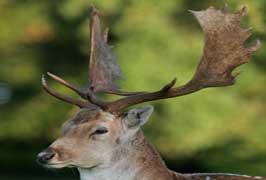 Deer In The Phoenix park