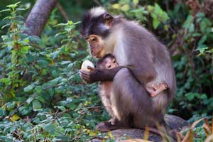 Mangabey Baby Born at Dublin Zoo