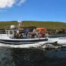 "Dingle Dolphin Boat Trips"