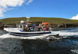 Kerry – Dingle Dolphin Boat Trips