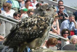 The Burren Birds of Prey Centre • Go to Ireland.com