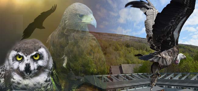 The Burren Birds of Prey Centre • Go to Ireland.com