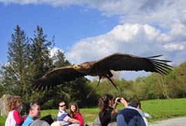 "Eagles Flying Sligo"