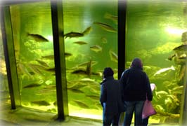 "Galway Aquarium is the National Aquarium Of Ireland"
