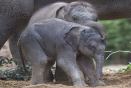 Elephants First Birthday Celebrations at Dublin Zoo