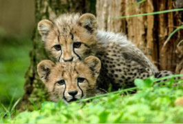 "Zoos and aquariums in Ireland"