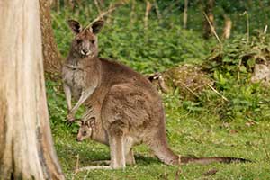 "Fota Wildlife Park Zoo in Cork"