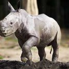 "Rhino Calf at Dublin Zoo"