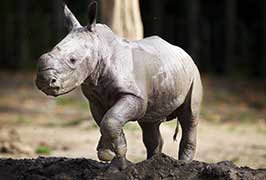 "Rhino Calf at Dublin Zoo"