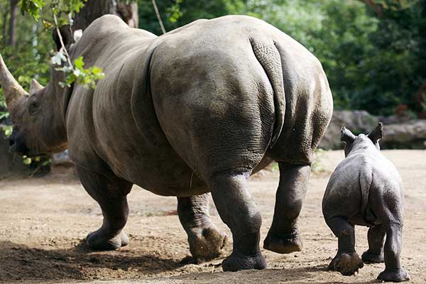 "Dublin Zoo Celebrates the Birth of a Rhino Calf"