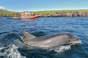 "Dingle Skellig Hotel For Families in Kerry"