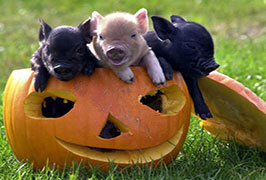 "Halloween at Moher Hill Open Farm"