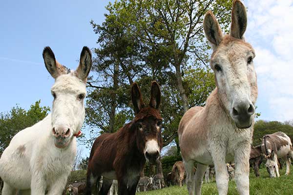 "The Donkey Sanctuary in Cork"