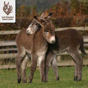 "The Donkey Sanctuary"