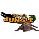"Dave's Jungle"