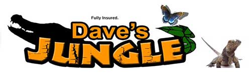 "Dave's Jungle Party"