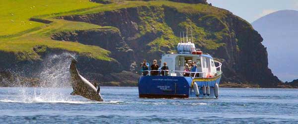 dingle boat tours dingle county kerry