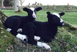 "Easter at Wooly Wards Farm"