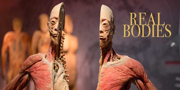 "Real Bodies Exhibition at The Ambassador Theatre"