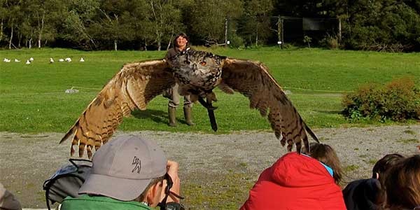 BIRDS OF PREY IN IRELAND: where to see the top 7