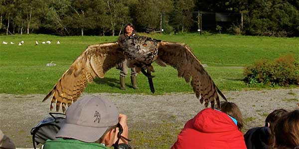 "Eagles Flying Bird of Prey Centre"