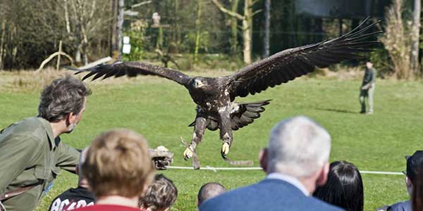 "Eagles Flying Bird of Prey Centre Sligo"