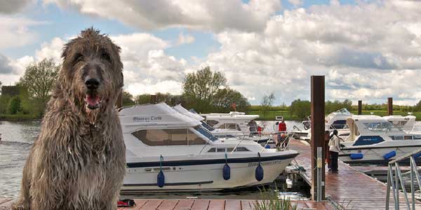 "River Shannon in Offaly"