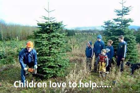 "Christmas Trees Farm in Kildare"