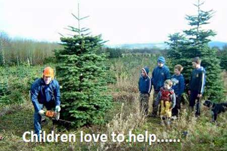 "Christmas Trees Farm in Kildare"