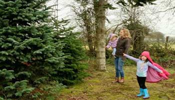 "Kildare Christmas Trees Farm"