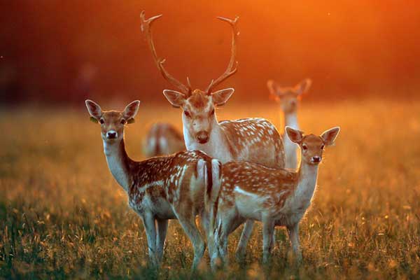 "Meet the Christmas Deer in Phoenix Park"